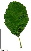 Alnus serrulata